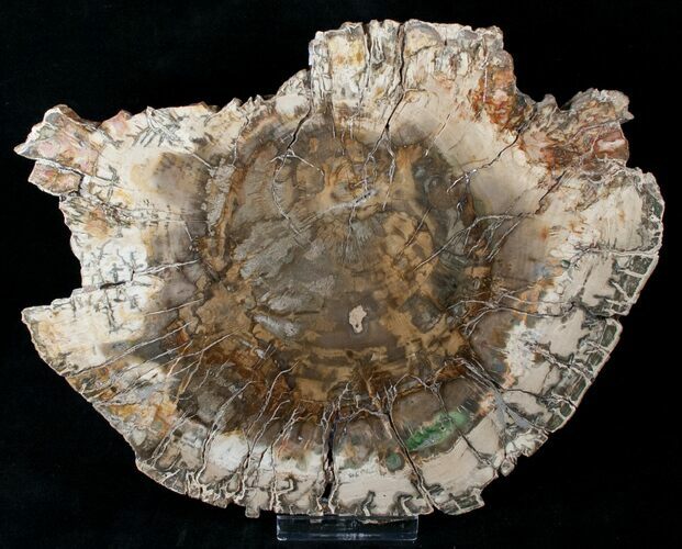 Richly Colored Petrified Wood Slab - Madagascar #14573